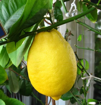 Citrus limon "No13 - Novogruzinsky" (L.) Burm - Citrumelo
