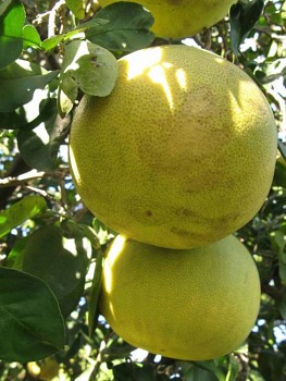 Citrus grandis "SIAMENSIS" Osbeck - Citrumelo