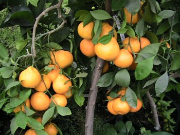 Citrus reticulata "KARLÍK" - Citrumelo