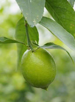 Citrus latifolia Tan. "TAHITSKÝ LAJM - TAHITI" - Citrumelo