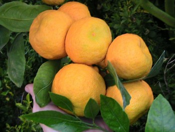 Citrus sp. "PRIMOSOLE" - Citrumelo