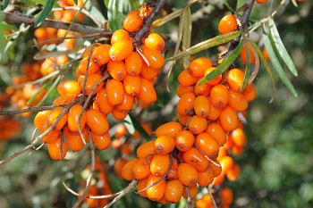 Hippophae rhamnoides (L.) "OSECKÝ TRIUMF" - R. řešetlákový