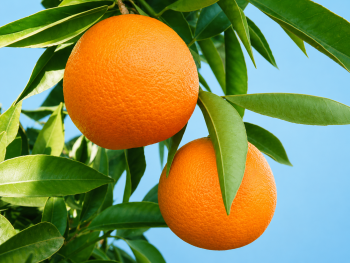 Citrus clementina "LORETINA" (hort. ex Tanaka) - Citrumelo Citrus clementina "LORETINA" (hort. ex Tanaka) - Citrumelo