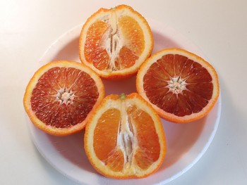 Citrus sinensis "SANGUINELLO" (L.) Osbeck - Citrumelo