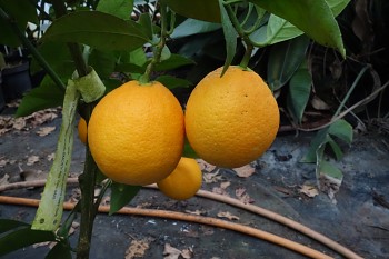 Citrus sinensis "OMISHIMA" (L.) Osbeck - Citrumelo