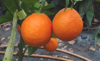 Citrus sinensis "OMISHIMA" (L.) Osbeck - Citrumelo