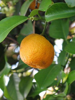 Citrus keraji hort. ex Tan. "KERAJI" - Poncirus