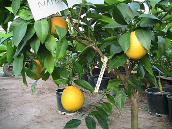 Citrus sinensis "NAVELINA" (L.) Osbeck -Citrumelo