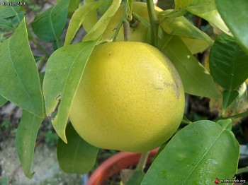 Citrus grandis "POMELO WALKER" Osbeck - Citrumelo