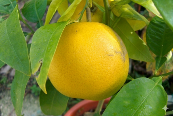 Citrus grandis "POMELO WALKER" Osbeck - Citrumelo