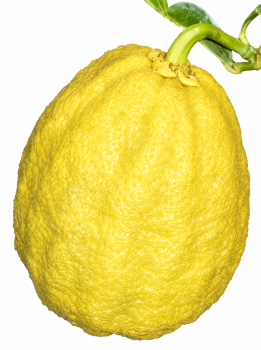 Citrus ichangensis × maxima "Ichang lemon 153" - Poncirus