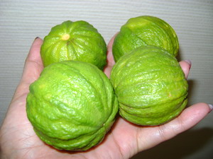 "CANALICULATA" - (C. limon x C. sinensis) - Citrumelo