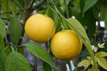 Citrus ichangensis × Citrus sinensis - Poncirus