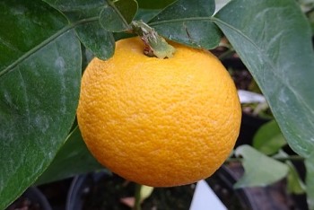 Citrus sphaerocarpa Tan. "KABOSU" -  Poncirus