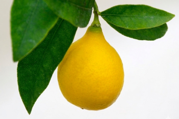 "EUSTIS" - Limequat - (C. aurantifolia x Fortunella) - Citrumelo
