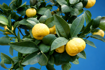 "PURSHA" - "Sladký citroník" - (C. limetta x ?) - Citrumelo "PURSHA" - "Sladký citroník" - (C. limetta x ?) - Citrumelo