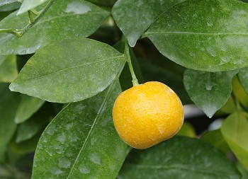 Citrus madurensis Lour. "CALAMONDIN" - Citrumelo