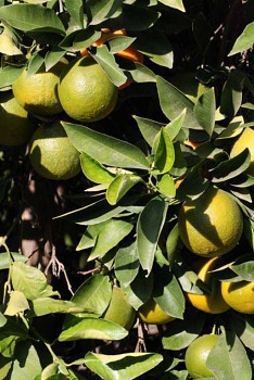 Citrus aurantium "STANDARD" L. - Citrumelo