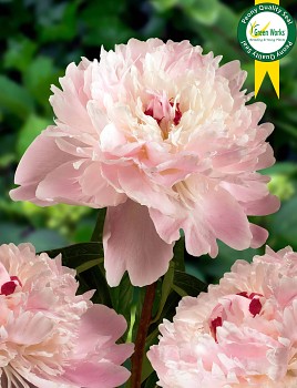 Pivoňka čínská "ALERTIE" - Paeonia lactiflora