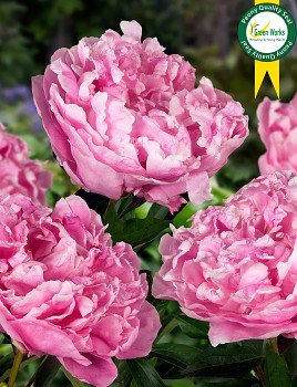 Pivoňka čínská "DR. ALEXANDER FLEMING" - Paeonia lactiflora