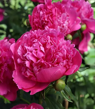 Pivoňka čínská "GENERAL MAC MAHON" - Paeonia lactiflora