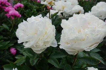 Pivoňka čínská "BLUSH QUEEN" - Paeonia lactiflora
