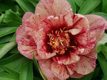 Pivoňka čínská "ALL THAT JAZZ" - Paeonia lactiflora