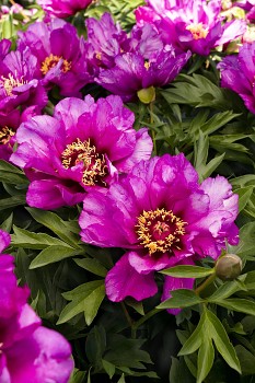 Pivoňka čínská "MORNING LILAC" - Paeonia lactiflora
