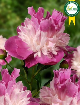 Pivoňka čínská "GAY PAREE" - Paeonia lactiflora