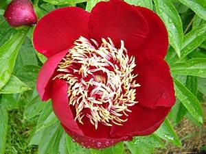 Pivoňka čínská "FILA GREE" - Paeonia lactiflora