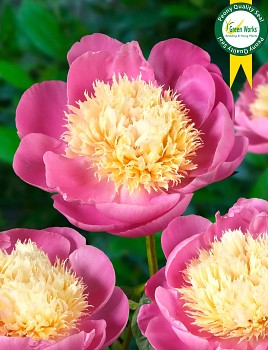 Pivoňka čínská "BOWL OF BEATY" - Paeonia lactiflora
