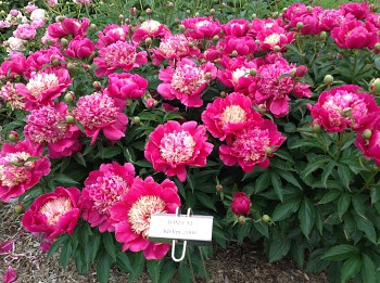 Pivoňka čínská "TOM CAT" - Paeonia lactiflora