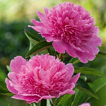 Pivoňka čínská "PINK CAMEO" - Paeonia lactiflora