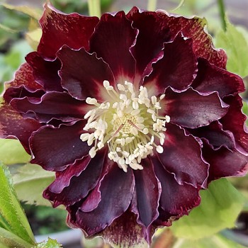 Čemeřice východní "Double Ellen Flash" - Helleborus orientalis Čemeřice východní "Double Ellen Flash" - Helleborus orientalis