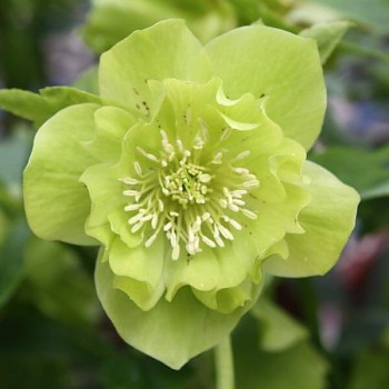 Čemeřice východní "Double Ellen Green" - Helleborus orientalis Čemeřice východní "Double Ellen Green" - Helleborus orientalis