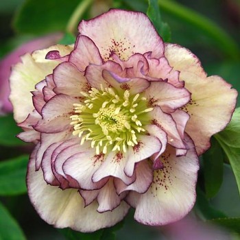 Čemeřice východní "Double Ellen Picotee" - Helleborus orientalis Čemeřice východní "Double Ellen Picotee" - Helleborus orientalis