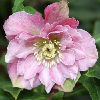 Čemeřice východní "Double Ellen Pink" - Helleborus orientalis Čemeřice východní "Double Ellen Pink" - Helleborus orientalis