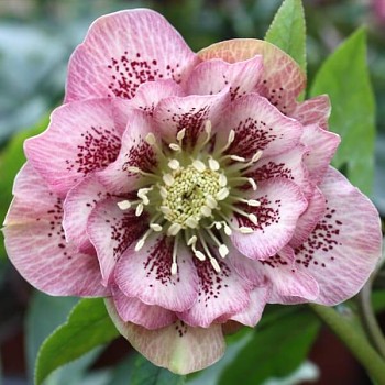 Čemeřice východní "Double Ellen Pink Spotted" - Helleborus orientalis Čemeřice východní "Double Ellen Pink Spotted" - Helleborus orientalis