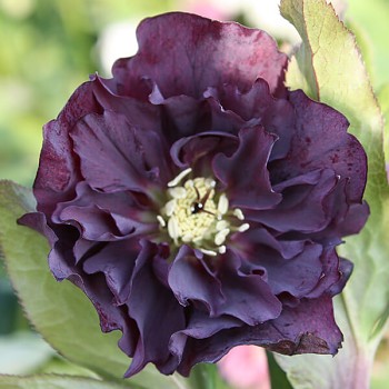 Čemeřice východní "Double Ellen Purple" - Helleborus orientalis Čemeřice východní "Double Ellen Purple" - Helleborus orientalis