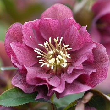 Čemeřice východní "Double Ellen Red" - Helleborus orientalis Čemeřice východní "Double Ellen Red" - Helleborus orientalis