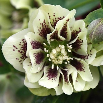 Čemeřice východní "Double Ellen Yellow Spotted" - Helleborus orientalis