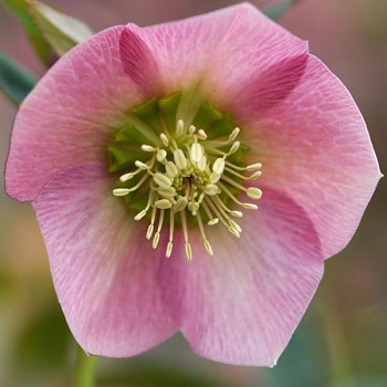 Čemeřice východní "Pretty Ellen Pink" - Helleborus orientalis