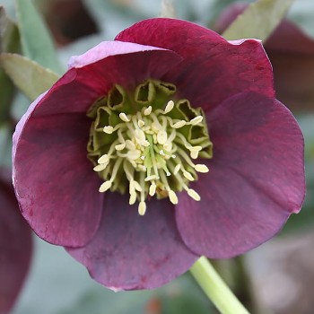 Čemeřice východní "Pretty Ellen Red" - Helleborus orientalis