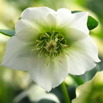 Čemeřice východní "Pretty Ellen White   " - Helleborus orientalis