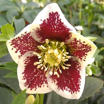 Čemeřice východní "Pretty Ellen White Spotted" - Helleborus orientalis