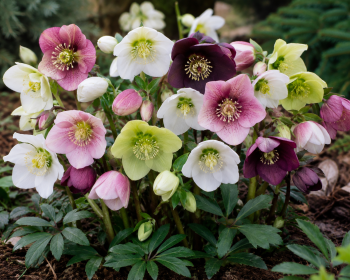 Čemeřice východní "Double Ellen Spotted" - Helleborus orientalis Čemeřice východní "Double Ellen Spotted" - Helleborus orientalis