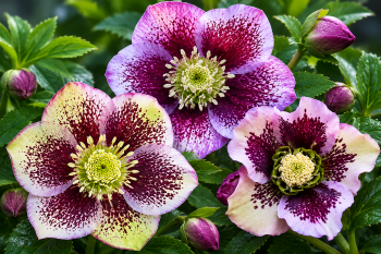 Čemeřice východní "Pretty Ellen Spotted" - Helleborus orientalis