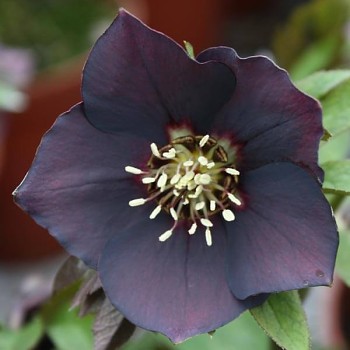 Čemeřice východní "Pretty Ellen Purple" - Helleborus orientalis (kopie)