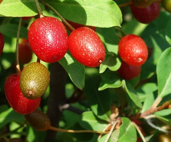 GOUMI, Elaeagnus multiflora (Thunb.), Hlošina mnohokvětá