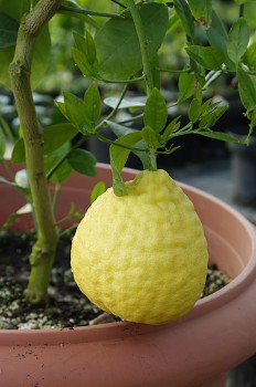 Citrus pyriformis "PONDEROSA" ( Hassk. )